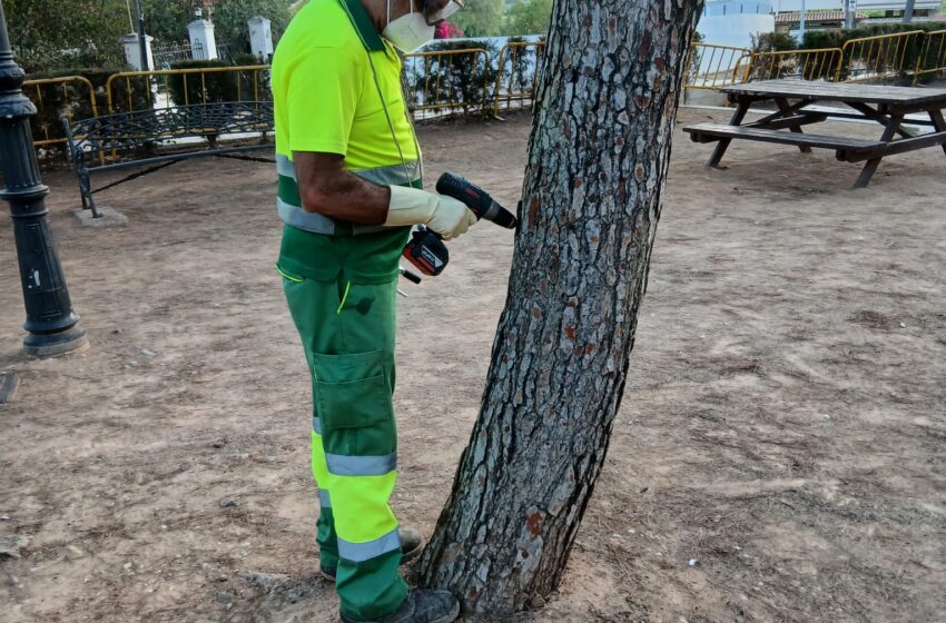 Albal finalitza els treballs de tractament contra la processionària per a la pròxima primavera