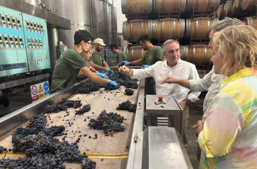  Agricultura destina més de 15,3 milions d’euros al sector vitivinícola per a reforçar el seu paper estratègic en la Comunitat Valenciana