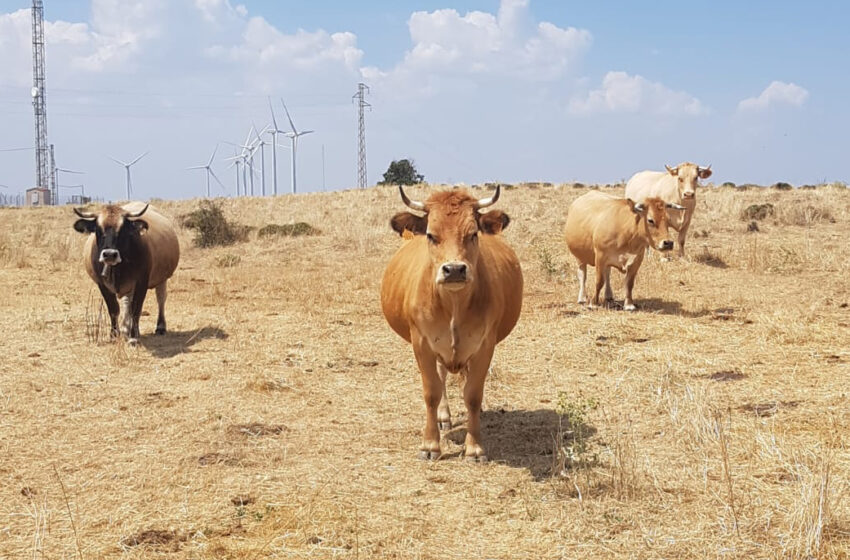  AVA-ASAJA manté la seua oposició a l’acord amb Mercosur pel seu impacte sobre el camp