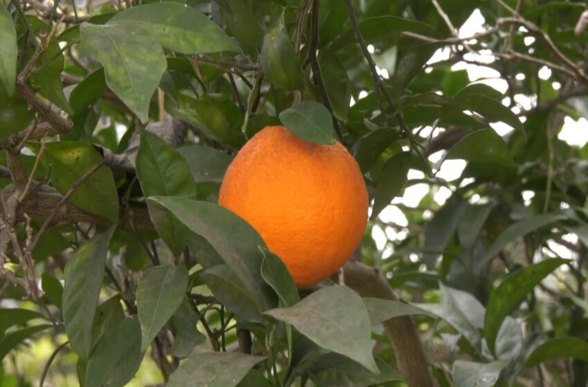  Cooperativa La Vall de la Casella: visitem un camp de navelines