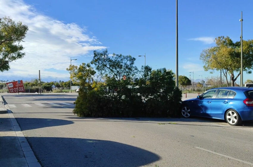  Avisos grocs i taronja per vent en tota la província de València