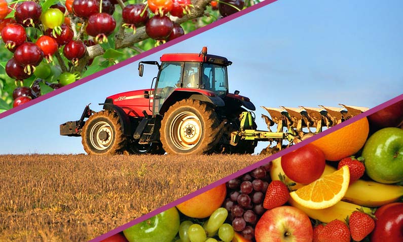  Agricultura destina 1,8 milions d’euros a projectes innovadors en el sector agrari i agroalimentari