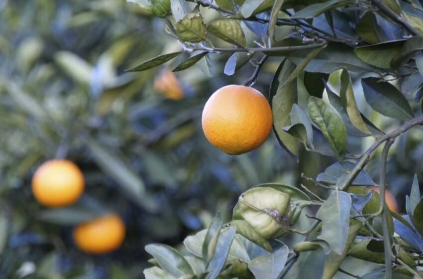 Agricultura destina 25 milions d’euros per modernitzar el sector agroalimentari valencià