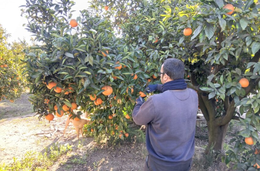  LA UNIÓ rebutja la versió de la Conselleria i exigix resoldre ja les ajudes a 677 joves llauradors