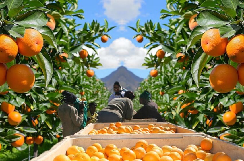 LA UNIÓ exigeix l’activació de la clàusula de salvaguarda en l’Acord UE–SADC per protegir els cítrics espanyols